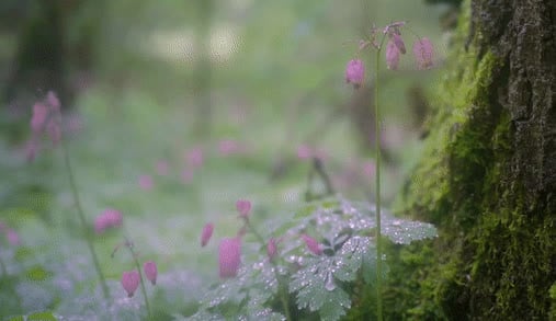tiny forest pinks