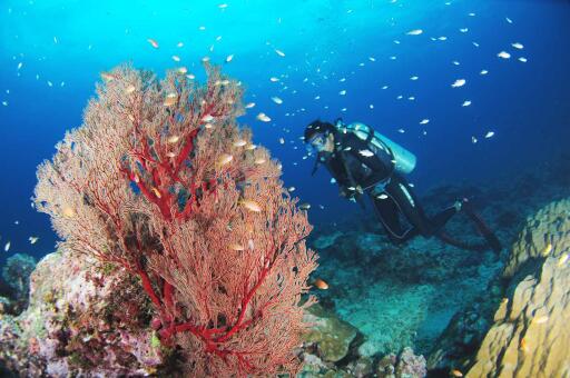 World Best Scuba Diving Experience