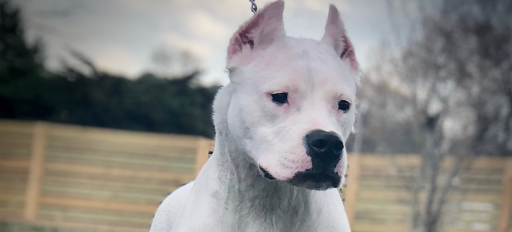 Dogo Argentino Puppies For Sale - World Class Dogo Argentino (404) 787-0587
