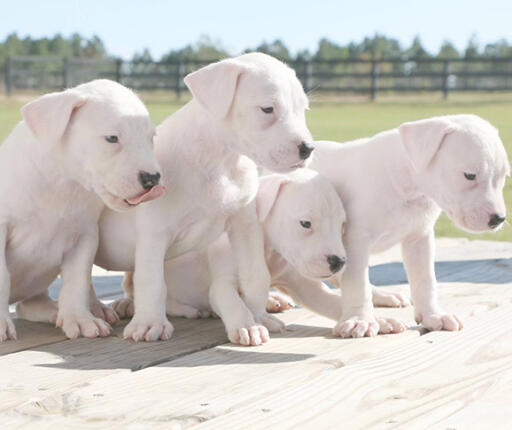 Family Protection Dogs - World Class Dogo Argentino (404) 787-0587