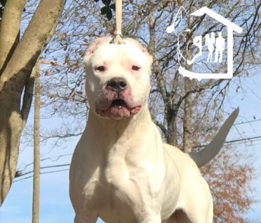 Family Protection Dogs For Sale - World Class Dogo Argentino (404) 787-0587