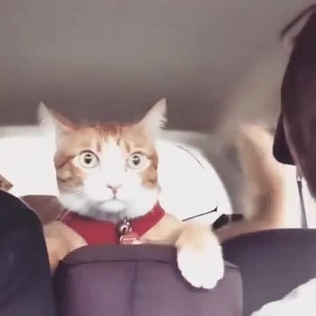 cat and dog passengers