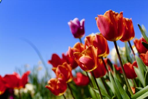 Tulip Spring