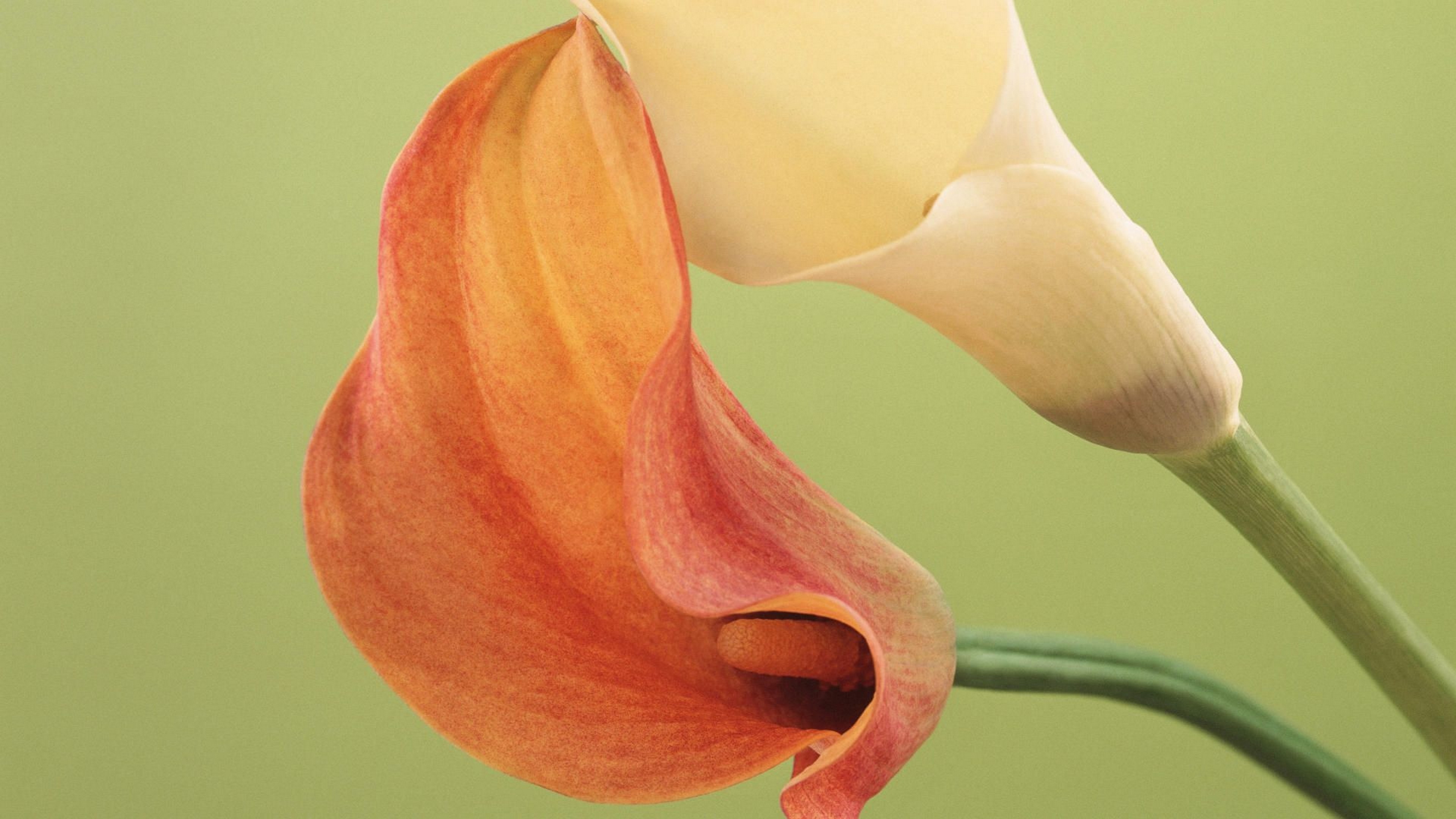 Каллы цитаты. Calla lily цветок. Калла эфиопская белая. Калла ла паз. Калла зантедеския.