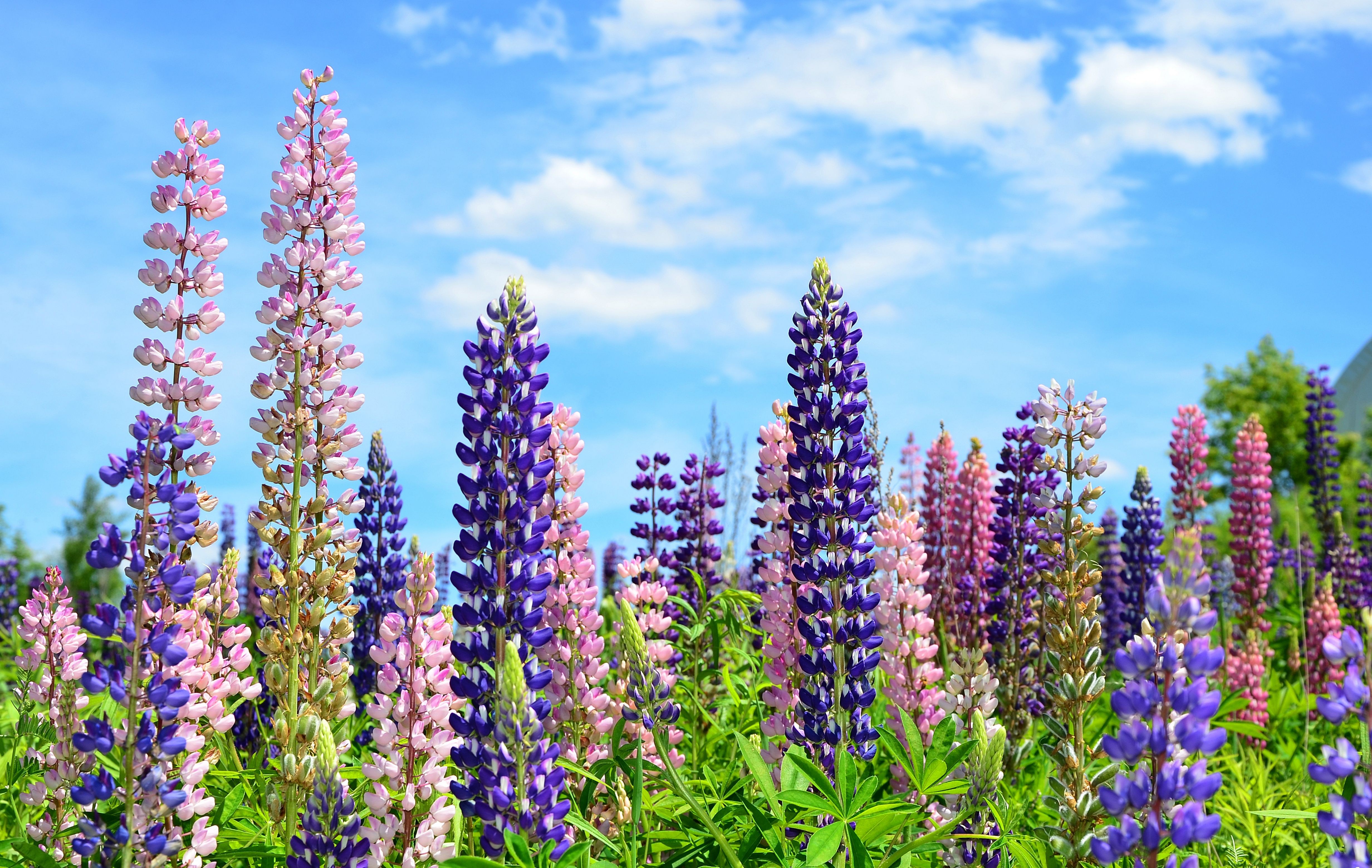 Lupine