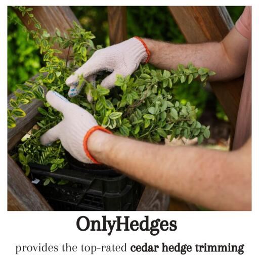 Get the top-rated cedar hedge trimming services at OnlyHedges