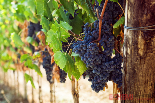 New source of Swisse grape seed extract: wine grape residue