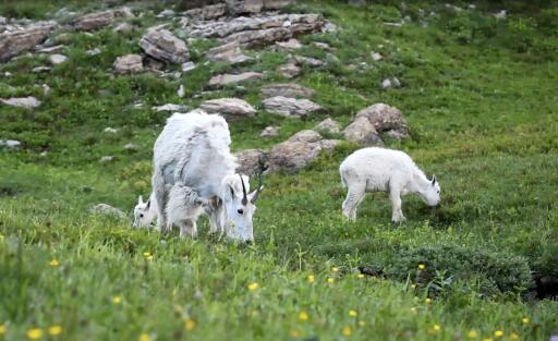 Mountain Goats2