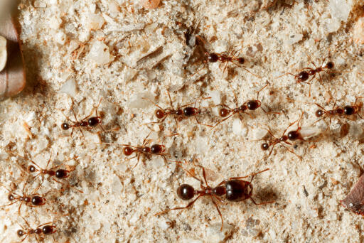 Ants control surrey
