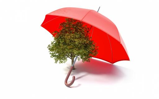 protect the environment save earth ecology concepts tree red umbrella
