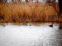 Canada Geese (St. Clair Wildlife Area)