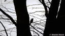 Blue Jay