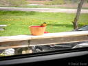 An Oriole (2017)