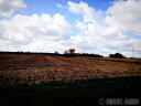 A Barren Field
