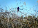 Red Winged Blackbird