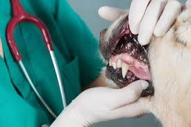 Certified pet dentistry services at Compassionate Care Veterinary Hospital