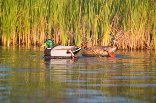 wadercombooutdoors