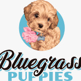 bluegrasspuppies