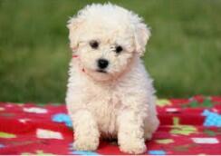 Bichpoo Poochon Puppies for Sale in Austin | Abcpuppy.com