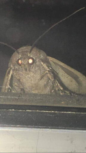 moth 700w 0