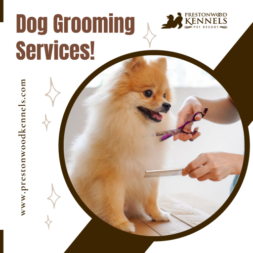 Professional Dog Grooming Services
