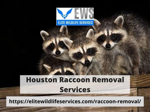 Houston Raccoon Removal Services
