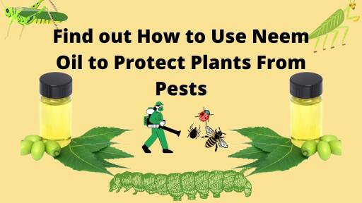 Find out How to Use Neem Oil to Protect Plants From Pests