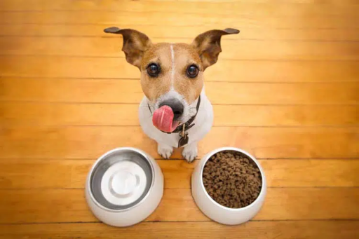 Explore The Six Plus Best Ingredients Dry Dog Food | Study Pets