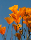 calipoppy