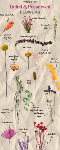 Where to find Dried and Preserved Dried Flowers